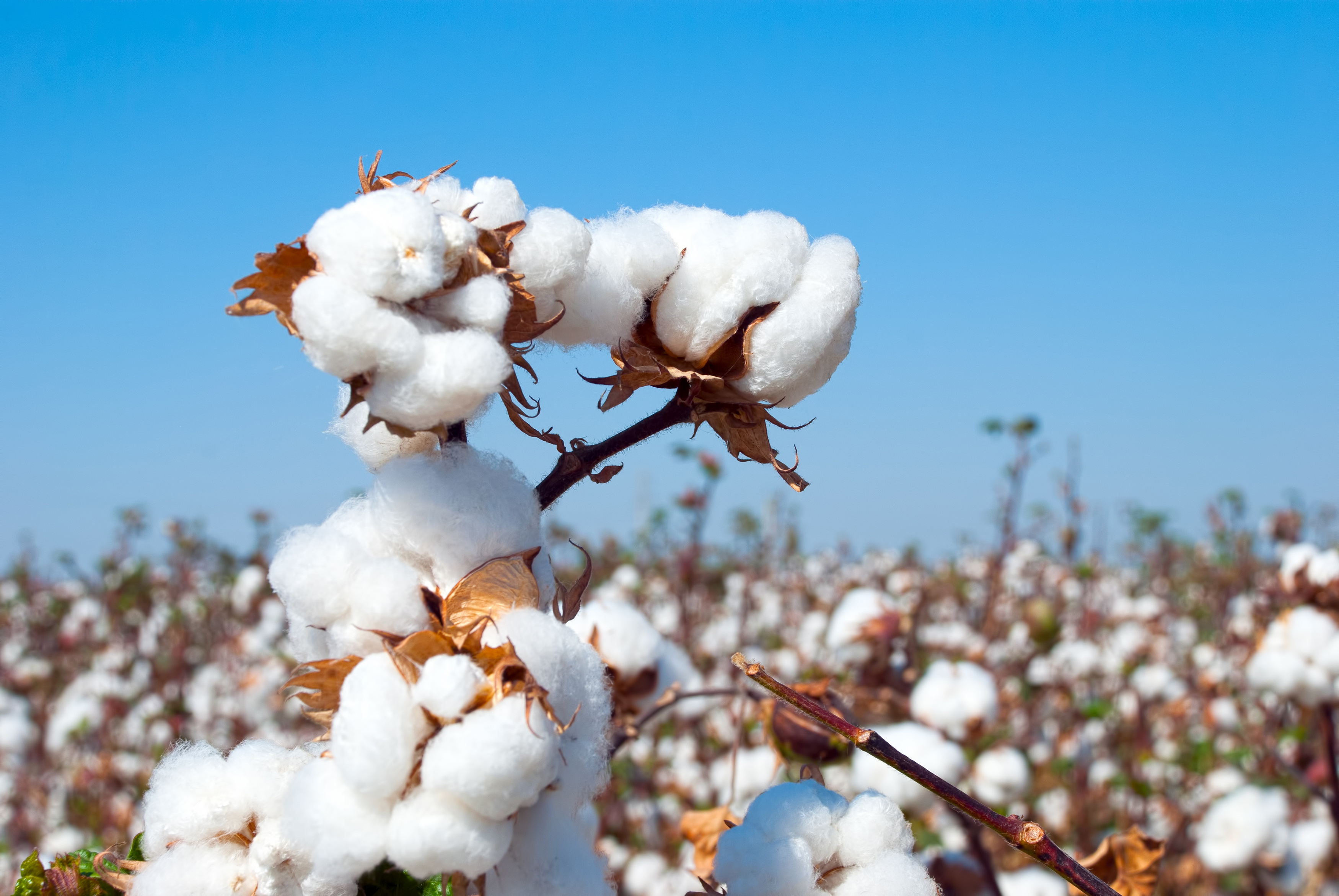 Cotton Yarn Production